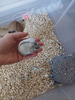 Křeček džungarský samička - 4