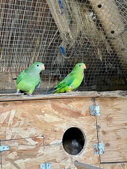 Papoušek Nádherný samice a samec - 4