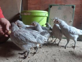 Kuřata vajíčka Araukana - 4