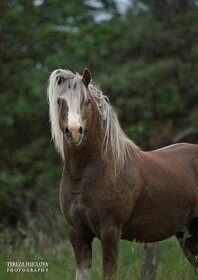 Welsh mountain pony - 4