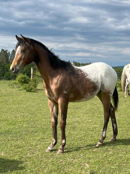 Roční klisna Appaloosa - 4