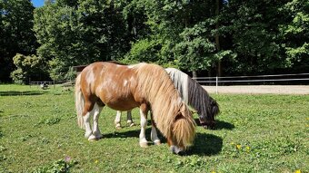 PRODÁM PONY / SHETTY / VALACH - 4