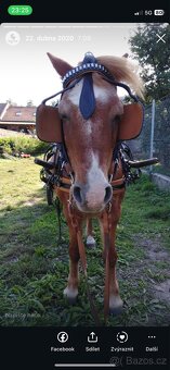 Sulka za pony + postroj - 4