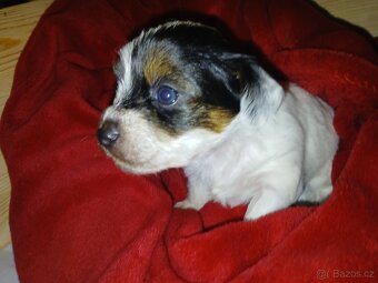 Prodám štěňátka Yorkshire terrier bez pp - 4