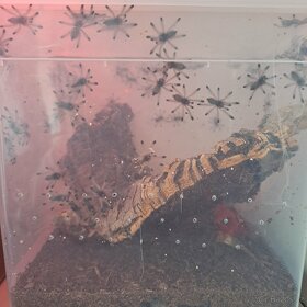Avicularia aj. - 4
