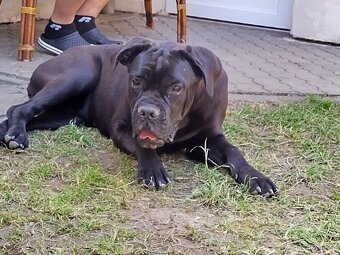 Cane Corso - 4