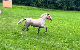 Prodám 2 letou welsh mountain pony - 4