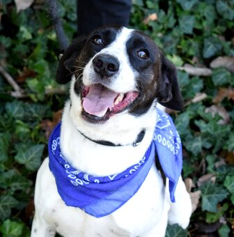 AKTY K ADOPCI - 6,5 ROKU,AKTIVNÍ,HRAVÝ,KAMARÁDSKÝ - 4