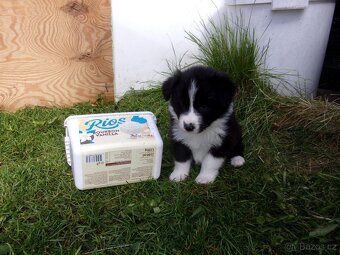 Border kolie / collie štěňata s PP (FCI) - 4