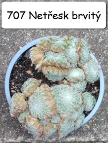 Netřesky, rozchodníky, delosperma na balkón i na zahradu. - 4