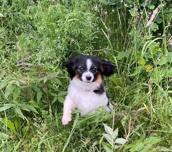 Miniaturní kontinentální španěl s PP, phalene, ne papillon - 4