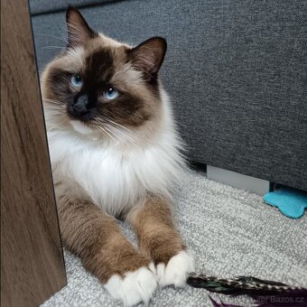 Ragdoll čistokrevná koťata bez papírů - 4