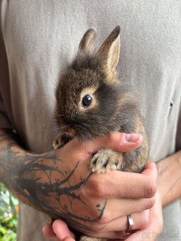 ♥️zakrslý králík samička ….. již k odběru - 4