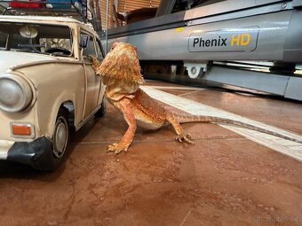 AGAMA VOUSATÁ POGONA VITTICEPS NA PRODEJ - 4