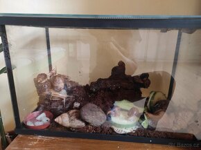 Šnek africký rodu achatina imacullata - 4