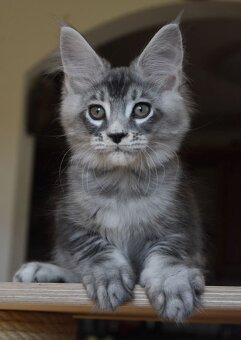 Mainská mývalí koťátka s PP - 4