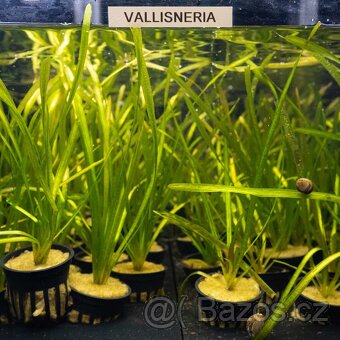 acorus gramineus - 4