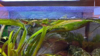 Živorodky, endlerky mix - 4