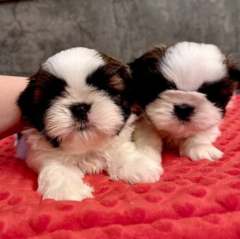 shih tzu s PP FCI - 4