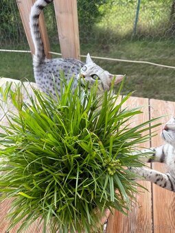 Egyptská Mau - kočička s rodokmenem - 4