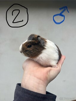 Morče, morčata - 4