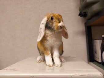 Sportovní králík - 4