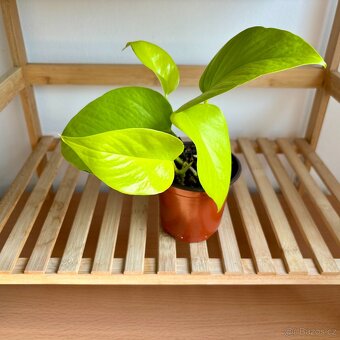 Epipremnum aureum Neon, Šplhavnice - 4