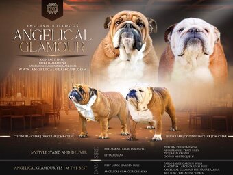 Anglicky Buldok, Bulldog,buldok s PP - 4