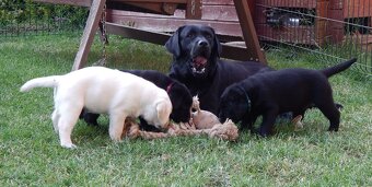 Štěňátka labradorský retriever s PP - labrador s PP - 4