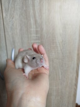 Potkan dumbo - 4
