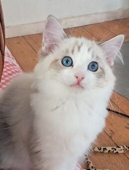 Kočičky ragdoll s PP - 4
