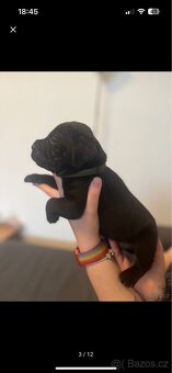 Štěně cane corso - 4