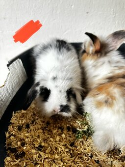 🐰✨ Roztomilý zakrslý beránek - 4