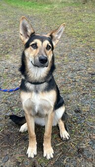 ABBIE K ADOPCI - malá NO úžasňačka, nejde se nezamilovat:) - 4