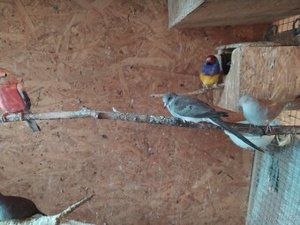 Holoubek diamantový - 4