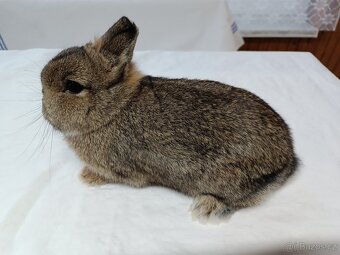 Zakrslý králík - 4