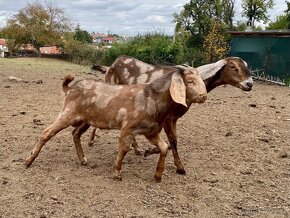 Anglonubijský Kozel 100% k připuštění - 4