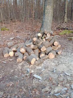 Palivové dřevo tvrdé - 4