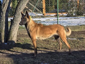 Roční Fenka Malinois - 4