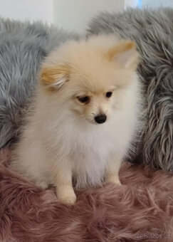 Pes pomeranian x trpasličí špic - 4