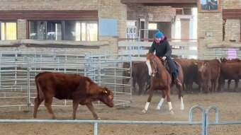 QH valach na predaj - 4