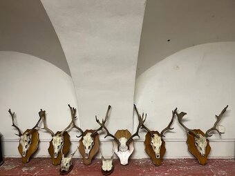 🦌 Dančí shozy + trofej s lebkou - 4