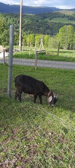 Koza hnědá a roční kozlík - 4