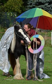 MILIONOVA kobylka irskeho coba (Irsky cob) - 4