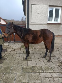 2 léta kobyla teplokrevník - 4
