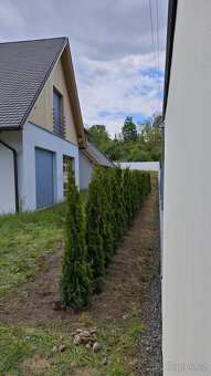 🌿 Túje Smaragd – Krásný a Hustý Živý Plot pro Vaši Zahradu - 4