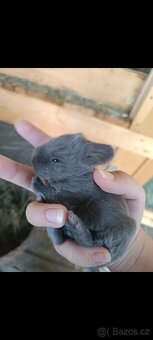 Vídeňský x moravský modrý - 4