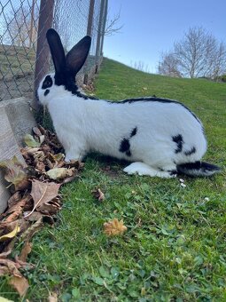 Německý obrovitý strakáč černý (NOS) - 4