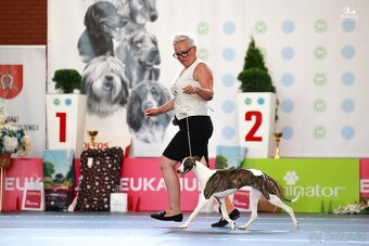 Chart angielski whippet FCI - 4