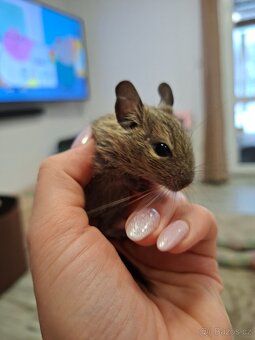 Osmák degu - 4